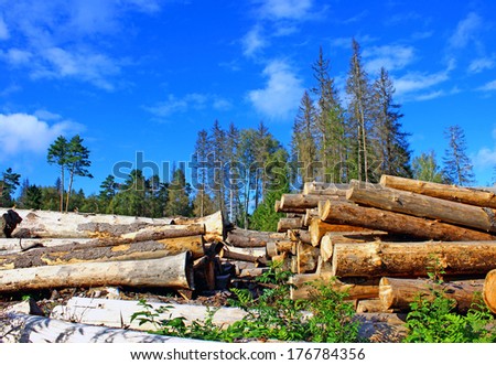 Harvesting timber logs in a forest in Russia