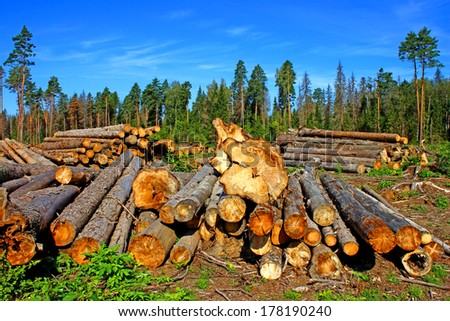 Harvesting timber logs in a forest in Russia
