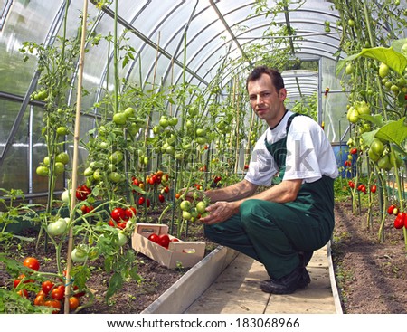 Worker harvests tomatoes in the greenhouse of transparent polycarbonate