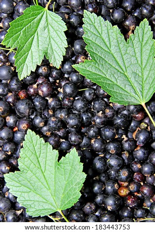 The background of the many berries black currant with green leave