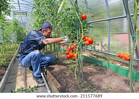 Worker processing the tomatoes bushes in the greenhouse of polycarbonate