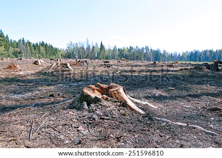 Forest glade after the felling of trees in Russia