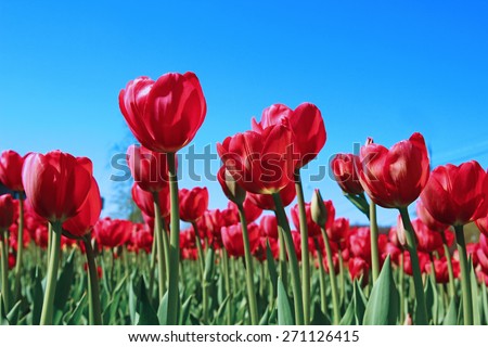 Many red tulips in a flowerbed on a sunny day