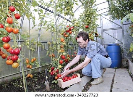 A worker harvests of red ripe tomatoes in a greenhouse made of transparent polycarbonate