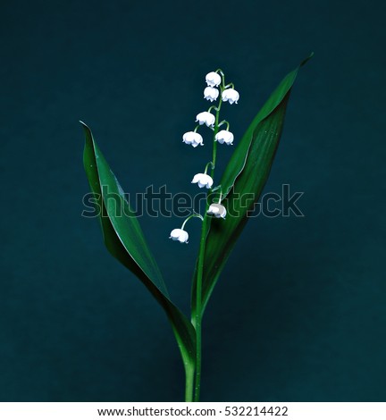 Lily of the valley on a dark background