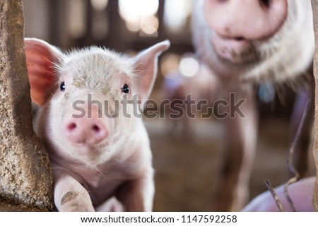 Livestock industry of small funny piglet in swine farm, Meat business
