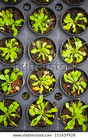 Early stage growth of flower sprouts in pots, Green