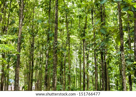 Teak forests to the environment, Green