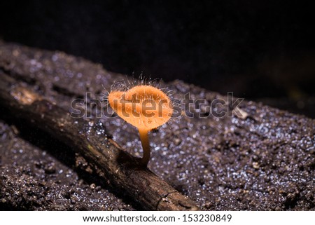 Close up of Fungi cup orange mushroom cup mushroom or champagne mushrooms in black back, Thailand
