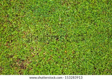 Green grass background. Grass texture. Green grass field