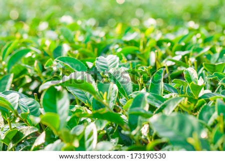 Green Tea Farm, fresh tea leaf in Chiangrai, Northern of Thailand
