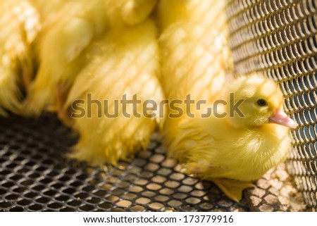 Close up of cute little yellow duck, team work