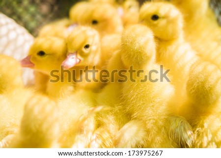 Close up of cute little yellow duck, team work