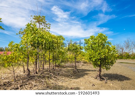 Mangrove trees and roots on the beach of the sea with blue sky, Thailand