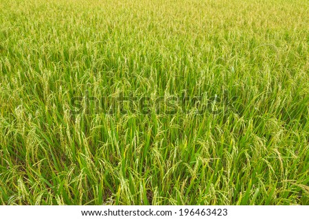 Rice field background landscape, Rice in the rice field