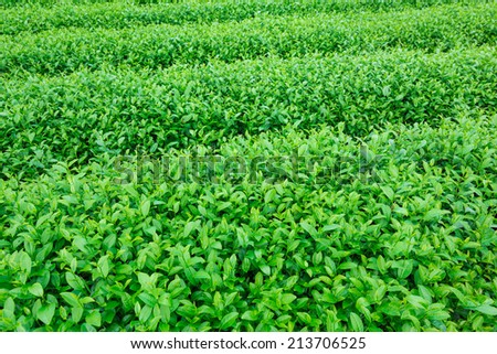 Green leaves of tea background, Close up fresh tea leaves