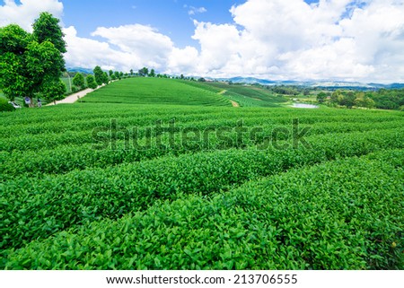 Tea plantation against blue sky, Green leave, Chaingrai Thailand