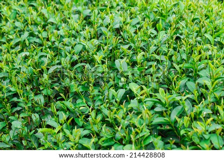 Green leaves of tea background, Close up fresh tea leaves