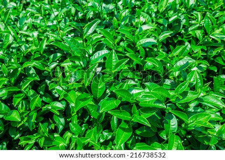 Green Tea Leaf with Plantation in the Background, Tea field