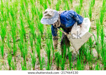 Farmer working in the paddy field, Paddy rice green field