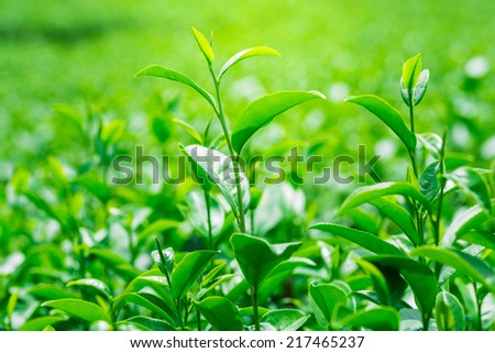 Tea Leaf with Plantation in the Background, close up of tea leave