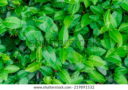 Green tea leaves background. Tea plantations