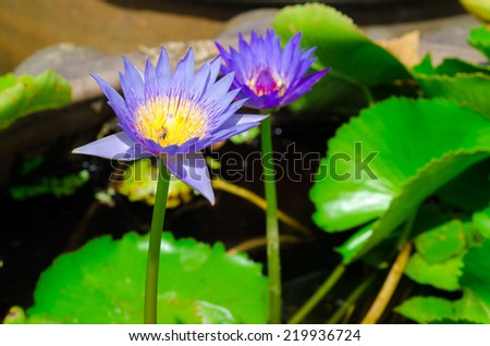 water lily, blue lotus in nature with green