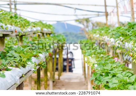 Young Strawberry Plants growing on a bed of straw mulch, Fresh strawberry