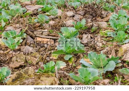 Cabbage growing in the garden. Fresh cabbage on soil