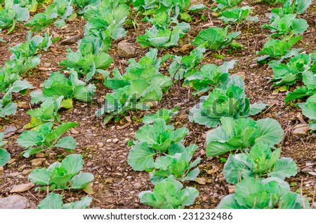 Cabbage growing in the garden. Fresh cabbage on soil