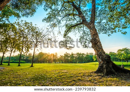 Beautiful green park, Public park with green grass field and tree