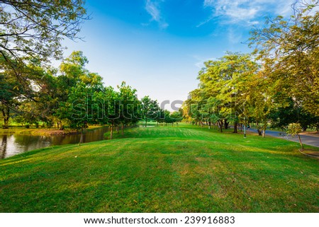 Beautiful evening light in public park with green grass field and green fresh tree plant