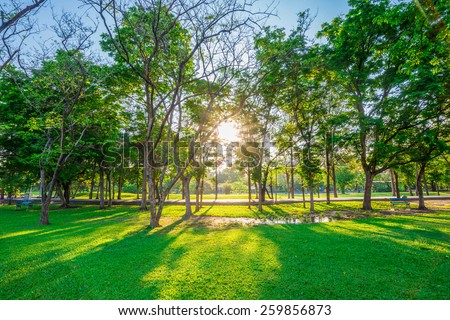 Beautiful green lawn in city park under sunny light at sunset time