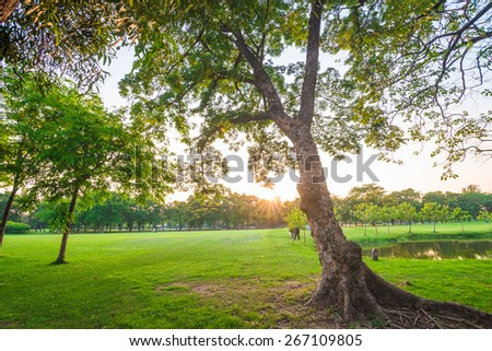 Green grass field and tree in city park, beautiful avenue in the park
