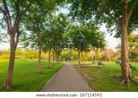 Beautiful avenue in to the park, path way