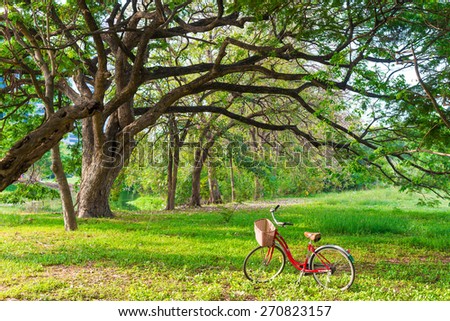 Red bicycle on green grass under big tree with sun light