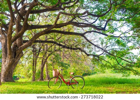 Red bicycle on green grass under big tree with sun light