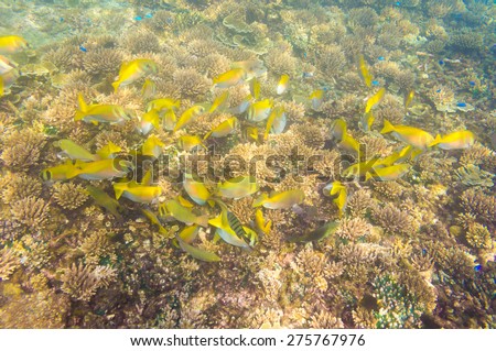 School Yellow Fish, Coral reef with soft and hard corals with exotic fishes