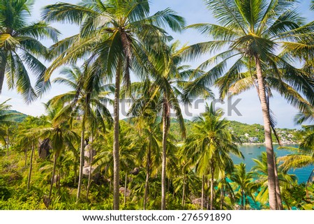 Coconut palm tree in island, view from mountain