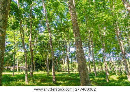 Para rubber tree plantation, Tree with green leaves background
