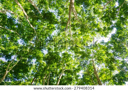 Para rubber tree plantation, Tree with green leaves background