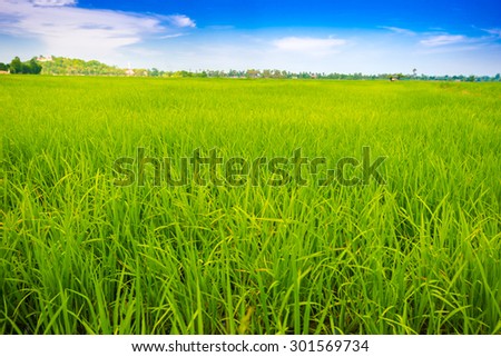 Green rice field and blue sky, cloudy landscape background
