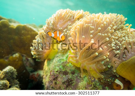 Anemone and anemone fish, Pacific Clownfish in a colorful purple host anemone
