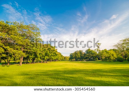 Beautiful meadow and tree in the park, Bangkok Thailand