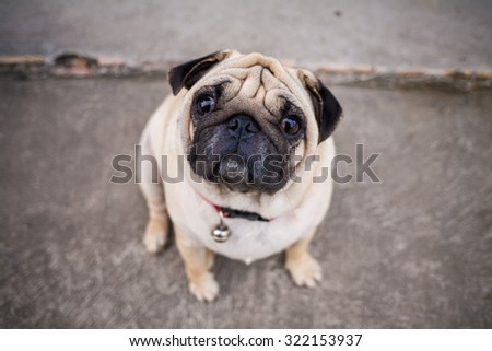 Pug Dog on street, close up