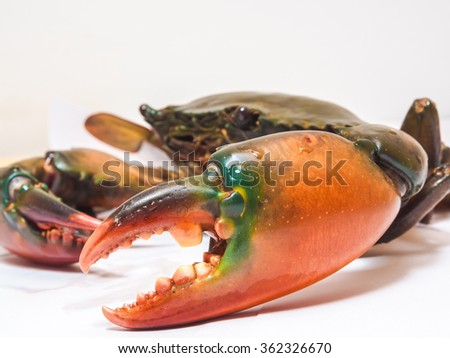 Crab on white background, Sea crab