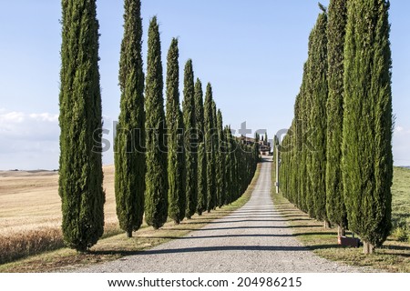 Cypress trees along the dirt road in the Tuscan countryside