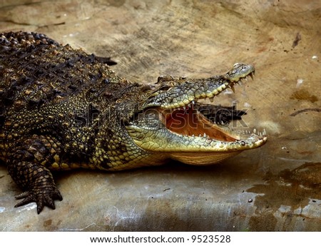 The Cuban Crocodile