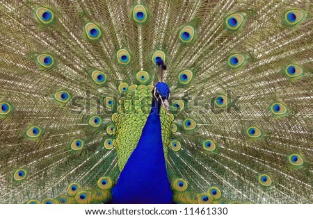 Beautiful peacock portrait with open feathers