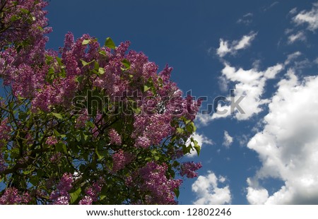 Syringa (Lilac) is flowering plant in the olive family (Oleaceae), native to Europe and Asia. This is spring shot of blooming tree.